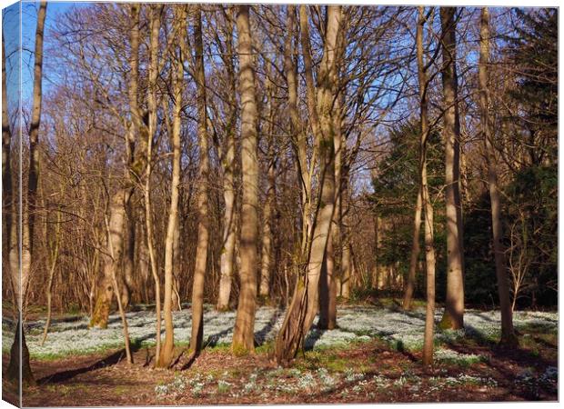 Woodland Snowdrops                                 Canvas Print by Victor Burnside