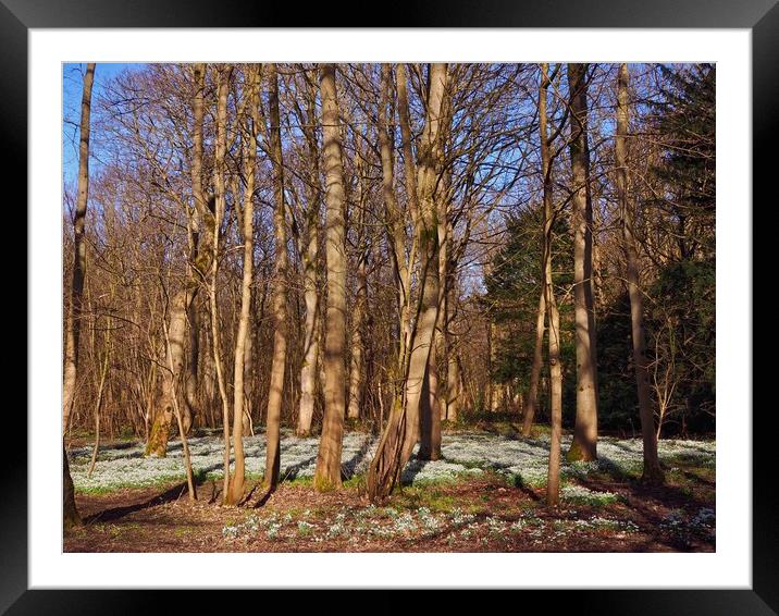 Woodland Snowdrops                                 Framed Mounted Print by Victor Burnside