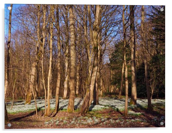 Woodland Snowdrops                                 Acrylic by Victor Burnside
