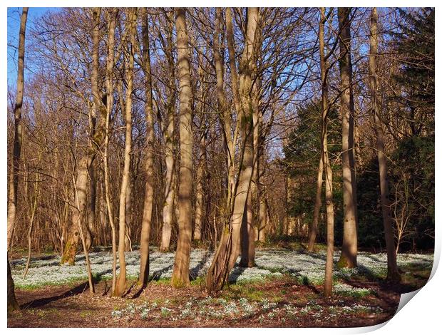 Woodland Snowdrops                                 Print by Victor Burnside