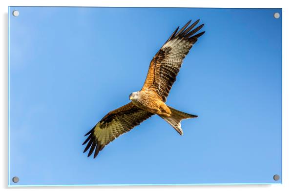 Red Kite Acrylic by Mal Spain
