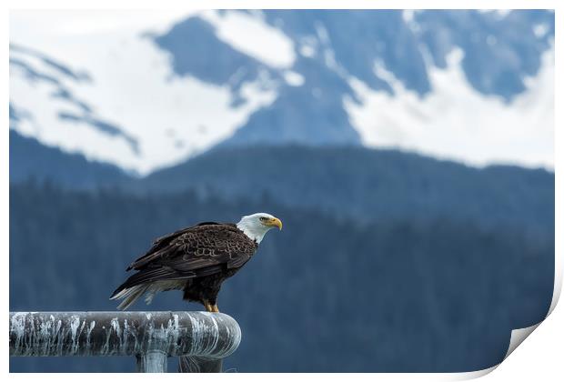 Bald Eagle of Resurrection Bay, No. 1 Print by Belinda Greb