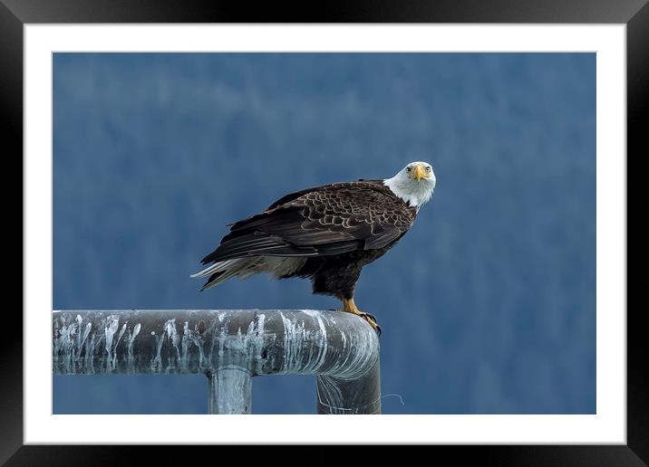 Bald Eagle of Resurrection Bay, No. 2 Framed Mounted Print by Belinda Greb