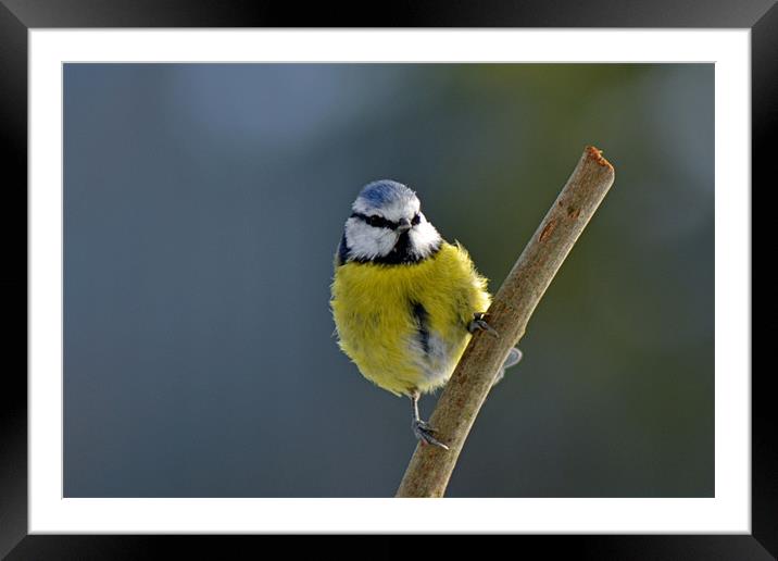 The Bluetit Framed Mounted Print by Donna Collett