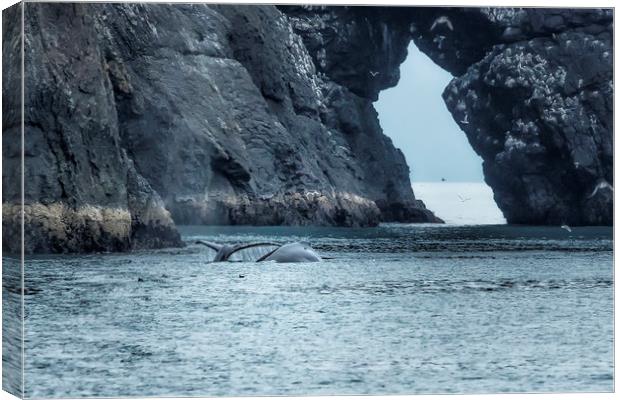 Two Humpback Whales in Resurrection Bay Canvas Print by Belinda Greb