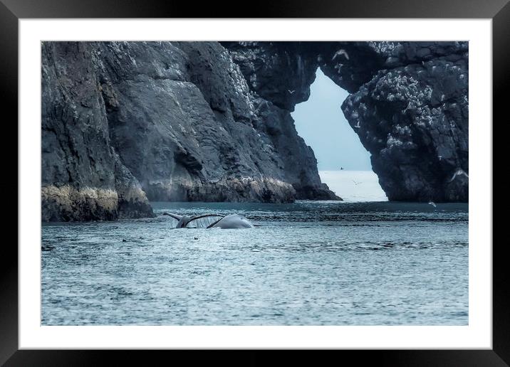 Two Humpback Whales in Resurrection Bay Framed Mounted Print by Belinda Greb