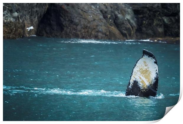 Tail Fluke Print by Belinda Greb