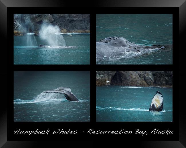 Humpback Whales Collage Framed Print by Belinda Greb