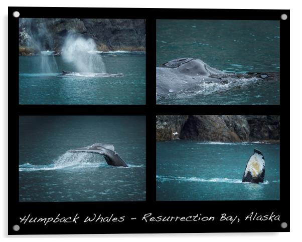 Humpback Whales Collage Acrylic by Belinda Greb