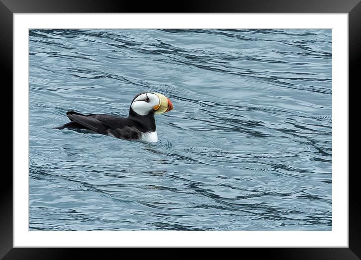 Horned Puffin, No. 1 Framed Mounted Print by Belinda Greb