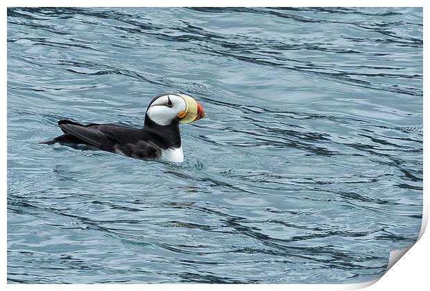 Horned Puffin, No. 1 Print by Belinda Greb