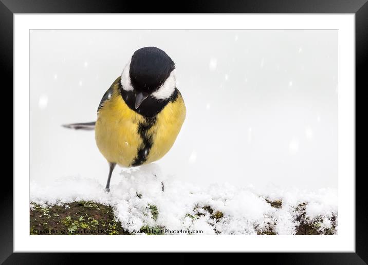 Great tit (Parus major) close up perched on a snow Framed Mounted Print by Simon Bratt LRPS