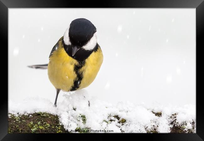 Great tit (Parus major) close up perched on a snow Framed Print by Simon Bratt LRPS