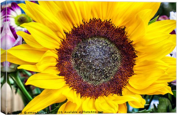 Large sunflower head viewed from above Canvas Print by Simon Bratt LRPS