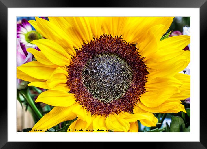Large sunflower head viewed from above Framed Mounted Print by Simon Bratt LRPS