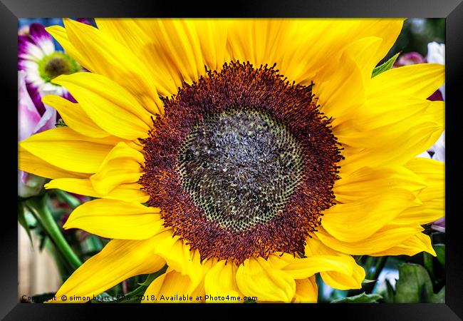 Large sunflower head viewed from above Framed Print by Simon Bratt LRPS
