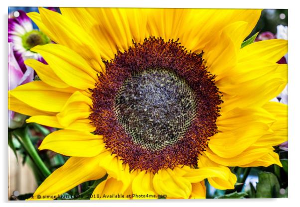 Large sunflower head viewed from above Acrylic by Simon Bratt LRPS
