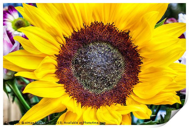 Large sunflower head viewed from above Print by Simon Bratt LRPS