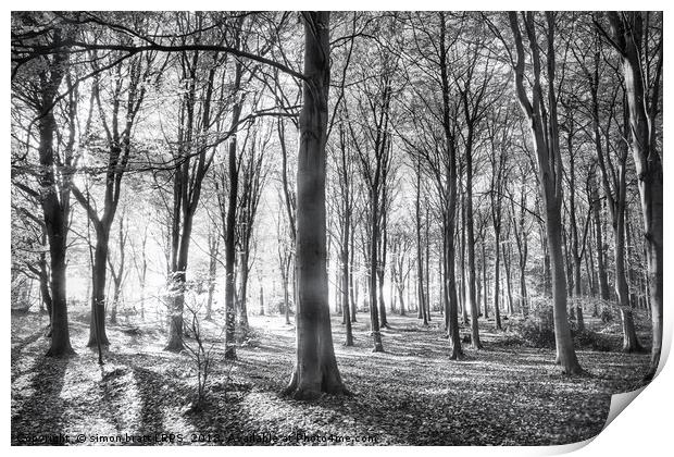 Forest of whispering winds Print by Simon Bratt LRPS