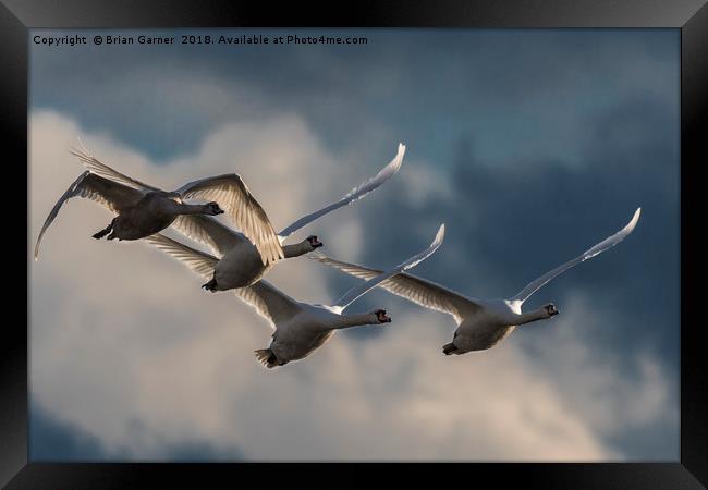 Swans in Flight Framed Print by Brian Garner