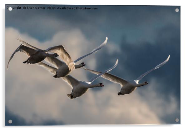 Swans in Flight Acrylic by Brian Garner