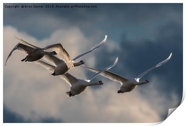 Swans in Flight Print by Brian Garner
