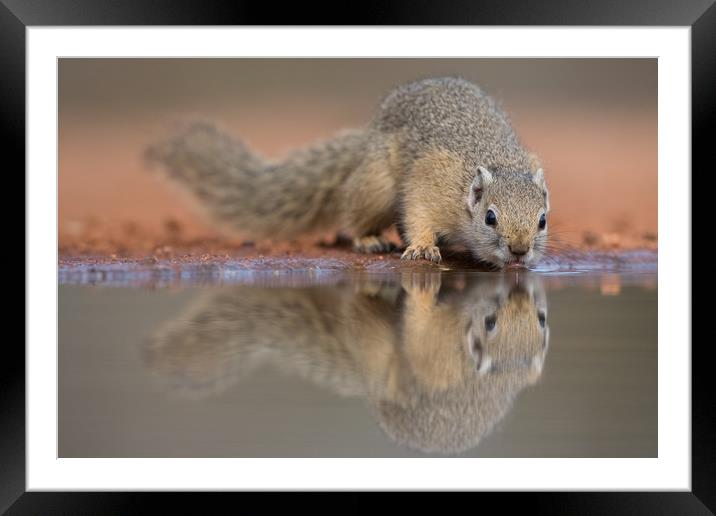 Squirrel mirror Framed Mounted Print by Villiers Steyn