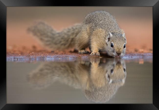 Squirrel mirror Framed Print by Villiers Steyn