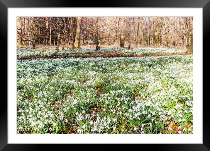 Carpet of Snowdrops at Chippenham Park Framed Mounted Print by Clive Wells
