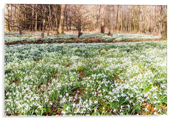 Carpet of Snowdrops at Chippenham Park Acrylic by Clive Wells