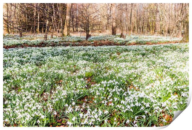 Carpet of Snowdrops at Chippenham Park Print by Clive Wells
