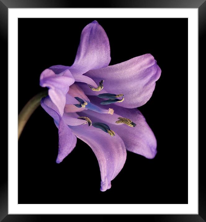 Bluebell Framed Mounted Print by Mark Robson