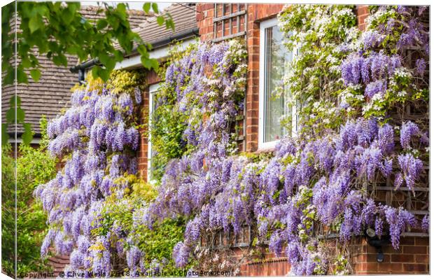 Wisteria on house front in Kings Lynn Canvas Print by Clive Wells
