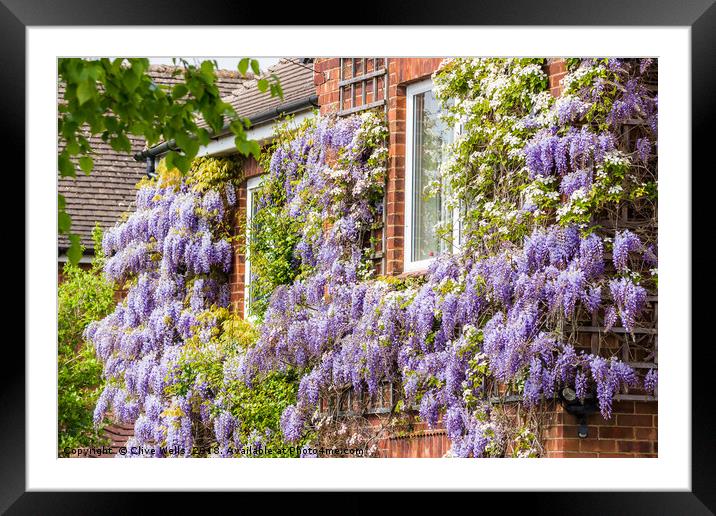 Wisteria on house front in Kings Lynn Framed Mounted Print by Clive Wells
