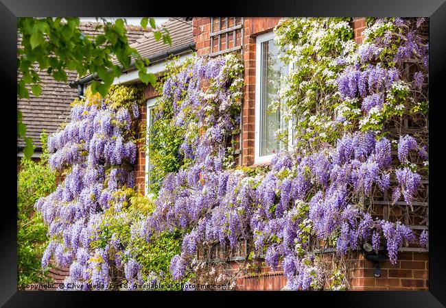 Wisteria on house front in Kings Lynn Framed Print by Clive Wells