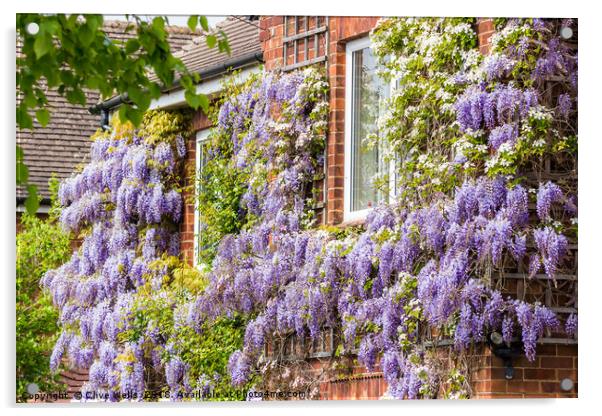 Wisteria on house front in Kings Lynn Acrylic by Clive Wells