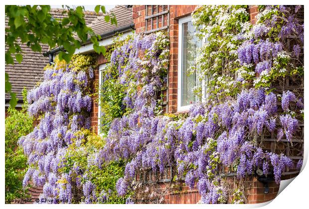 Wisteria on house front in Kings Lynn Print by Clive Wells