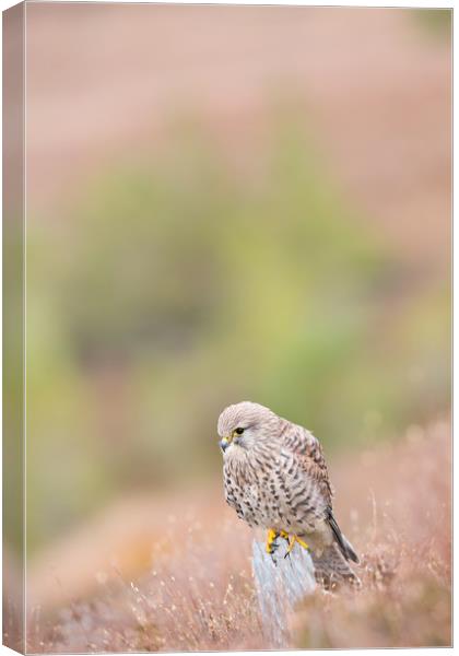 Common Kestrel (Falco Tinnuculus) perched on stump Canvas Print by Lisa Louise Greenhorn