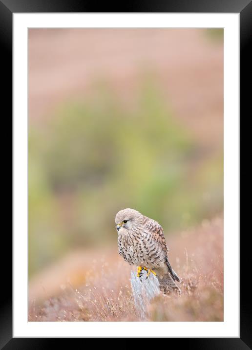Common Kestrel (Falco Tinnuculus) perched on stump Framed Mounted Print by Lisa Louise Greenhorn