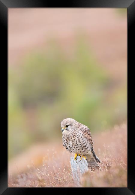Common Kestrel (Falco Tinnuculus) perched on stump Framed Print by Lisa Louise Greenhorn