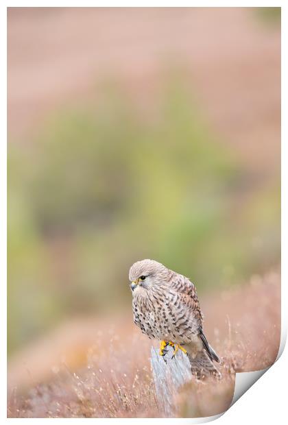 Common Kestrel (Falco Tinnuculus) perched on stump Print by Lisa Louise Greenhorn