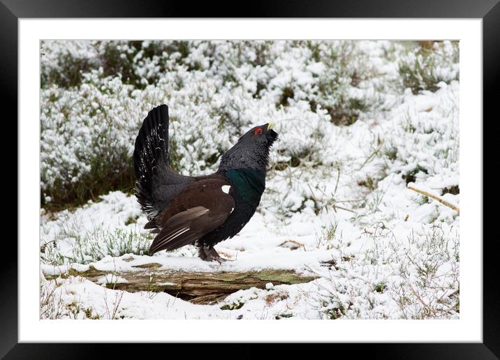 Western Capercaillie (Tetrao urogallus) lekking in Framed Mounted Print by Lisa Louise Greenhorn
