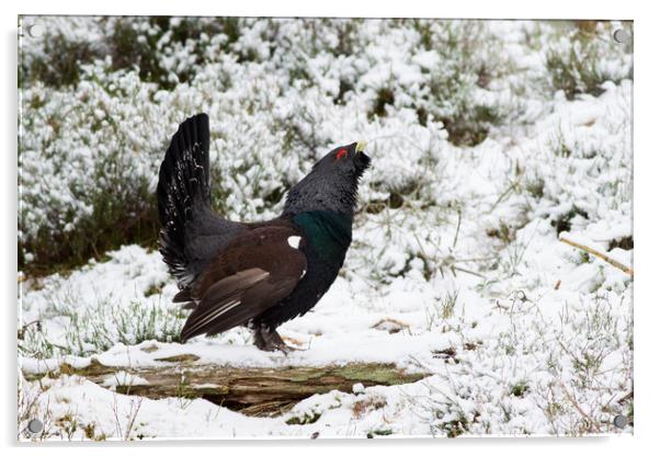 Western Capercaillie (Tetrao urogallus) lekking in Acrylic by Lisa Louise Greenhorn