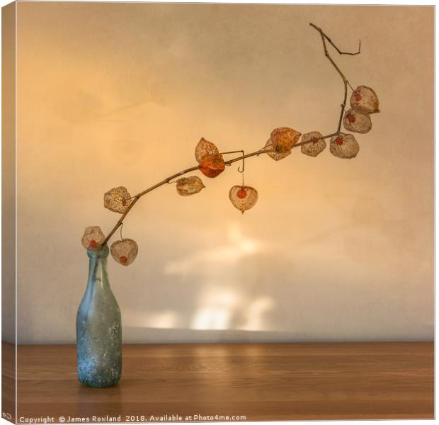 Physalis in a Bottle Canvas Print by James Rowland