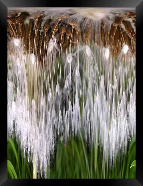 dandelion clock - layers Framed Print by Heather Newton