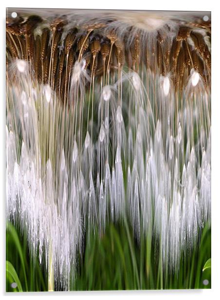dandelion clock - layers Acrylic by Heather Newton
