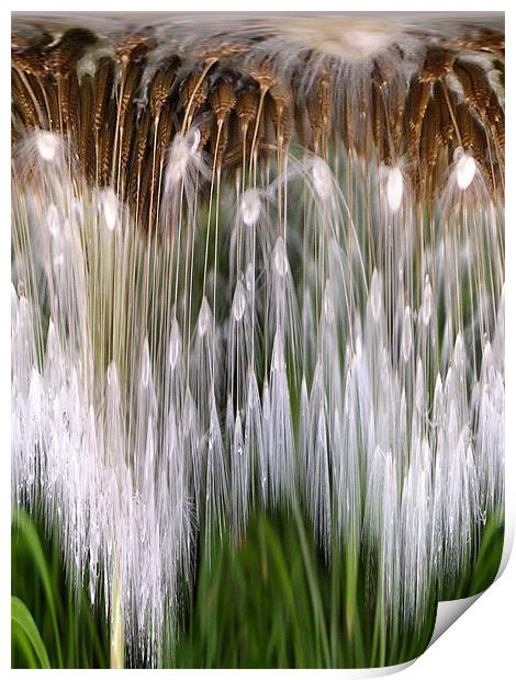 dandelion clock - layers Print by Heather Newton