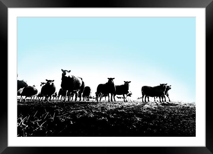 Yorkshire sheep Framed Mounted Print by mike morley