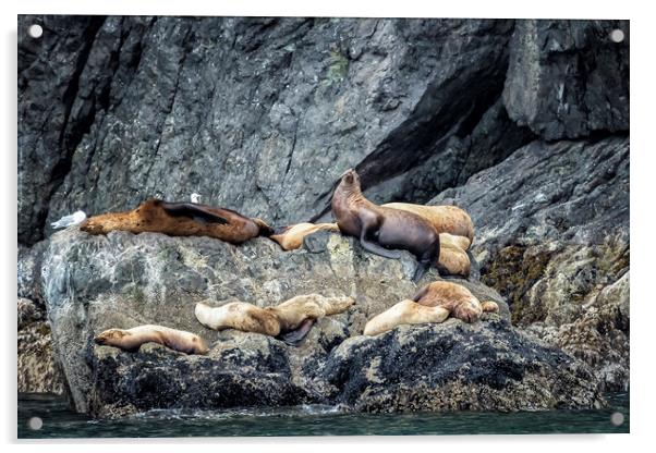 Group of Female Sea Lions and Young Acrylic by Belinda Greb