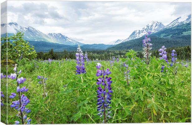 Lupin and the Beauty of Alaska Canvas Print by Belinda Greb